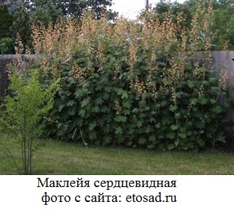 фото Маклейя сердцевидная
